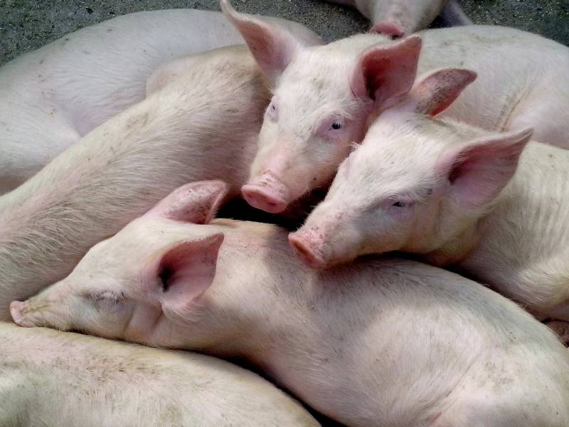 <span style='color:#780948'>ARCHIVED</span> - Several pigs perish in blaze at a farm in Totana