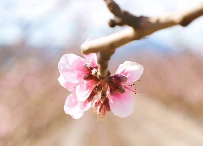 Floracion peach blossoms in Cieza this spring: When is the best time to go?