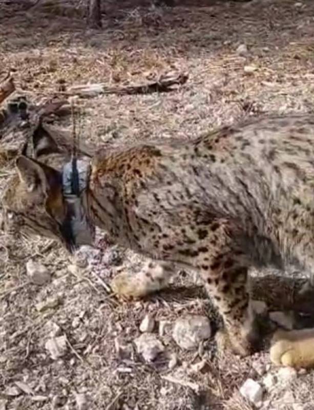 <span style='color:#780948'>ARCHIVED</span> - Fourth Iberian lynx arrives at Lorca nature reserve from Portugal