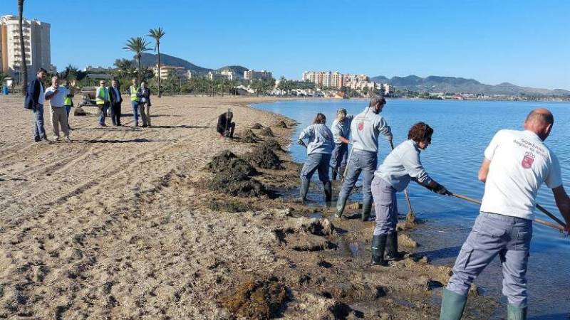 100 people will work 7 days a week this summer to keep the Mar Menor clean