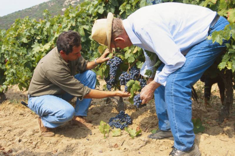 Murcia invests 1.5 million euros to protect its best and oldest grapevines