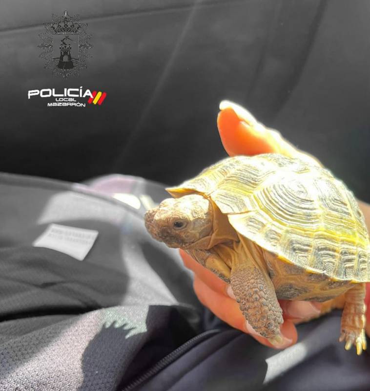 <span style='color:#780948'>ARCHIVED</span> - Mazarron police issue warning to pet owners after finding tortoise