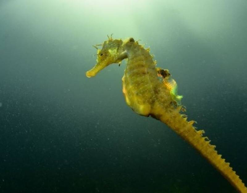 <span style='color:#780948'>ARCHIVED</span> - Hippocampus Association gets greenlight to study seahorse populations in Mar Menor 