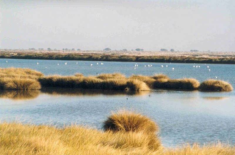 Brussels warns Spain against expanding irrigation around Donana National Park in Andalucia