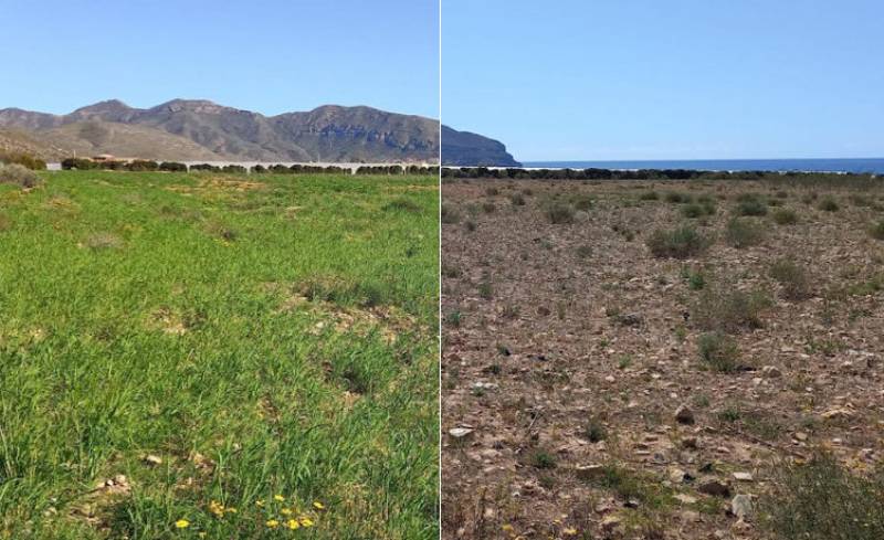 <span style='color:#780948'>ARCHIVED</span> - Winter drought dramatically transforms parts of Murcia