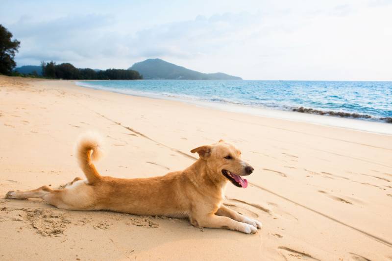 Dog-friendly beaches in Alicante
