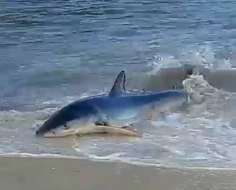 <span style='color:#780948'>ARCHIVED</span> - VIDEO: Two metre shark spotted battling the waves on a beach in Mallorca