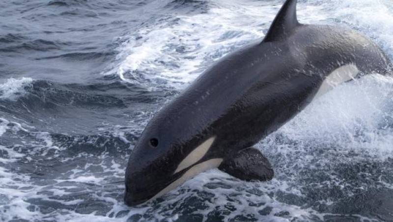 <span style='color:#780948'>ARCHIVED</span> - Killer whales attack Lanzarote Nautical Academy boat in the Strait of Gibraltar