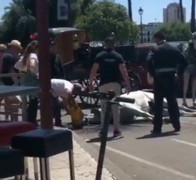 <span style='color:#780948'>ARCHIVED</span> - Dehydrated carriage horse forced to work in 36 degree heat drops dead at Seville Fair