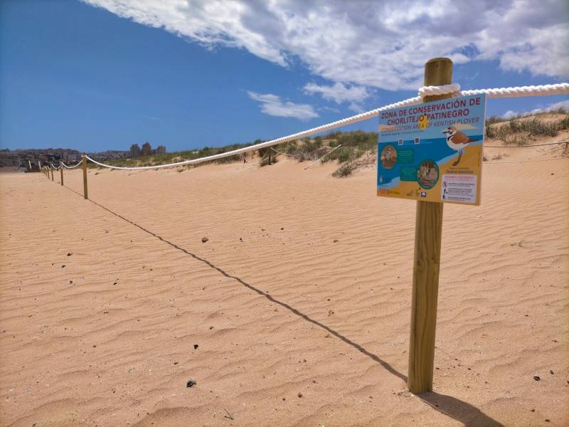 <span style='color:#780948'>ARCHIVED</span> - Irresponsible dog owners threaten depleting Kentish Plover populations on Torrevieja beach