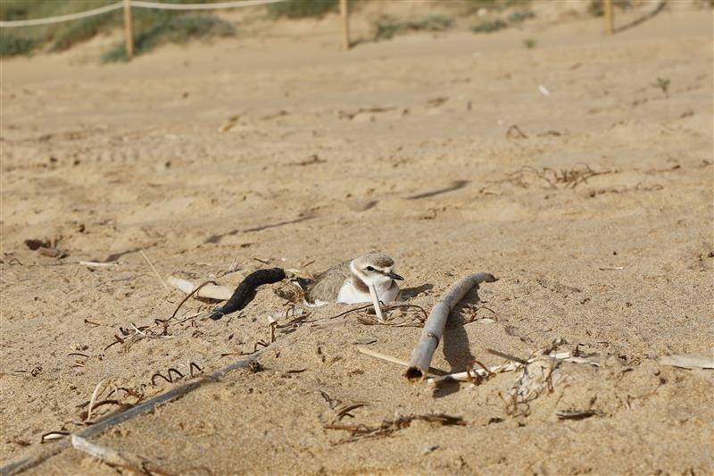 <span style='color:#780948'>ARCHIVED</span> - Irresponsible dog owners threaten depleting Kentish Plover populations on Torrevieja beach