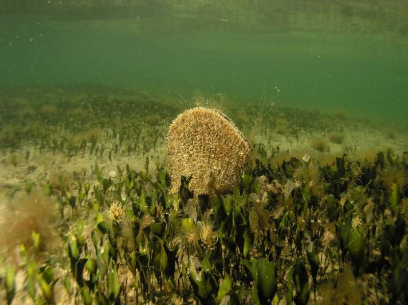 Oyster beds planted in San Pedro to filter the Mar Menor