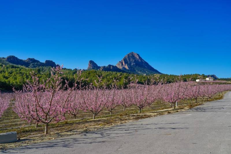 Visitors to Cieza for the floracion peach blossoms double from last year