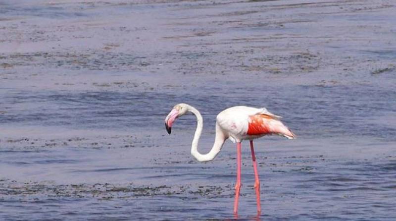 Mar Menor Salinas de Marchamalo declared an Asset of Cultural Interest
