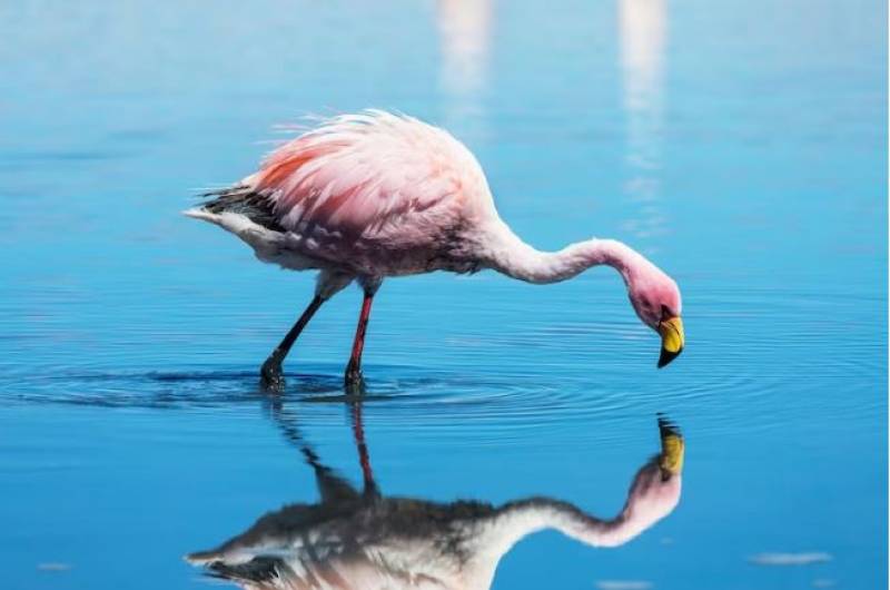 Massive influx of migratory birds expected at Almeria salt lakes this summer