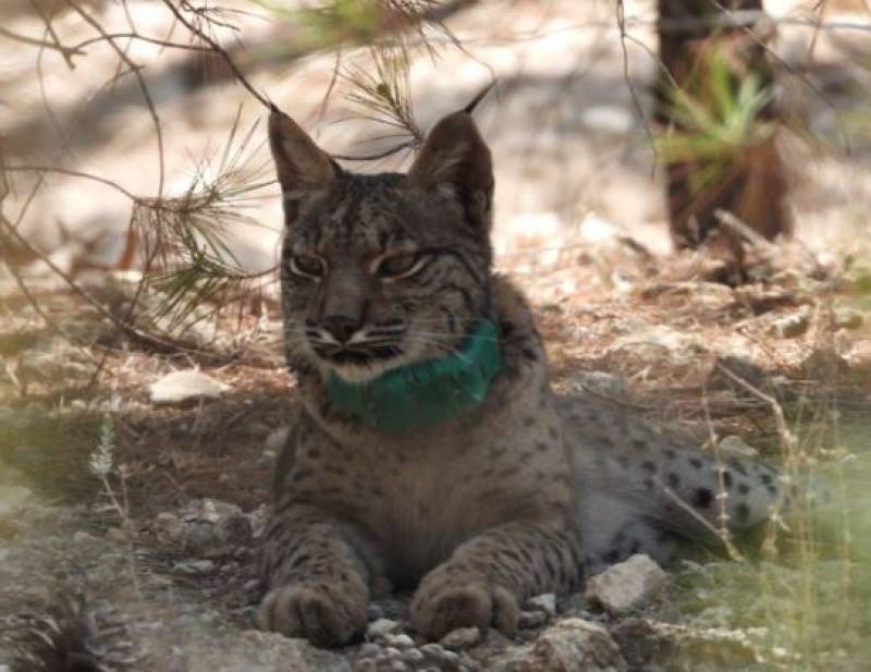 Newly released lynx escapes and wanders into Lorca city playground