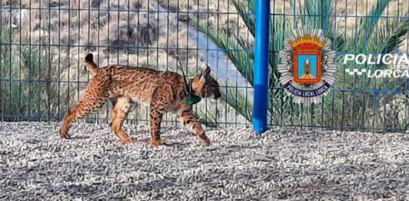 Newly released lynx escapes and wanders into Lorca city playground