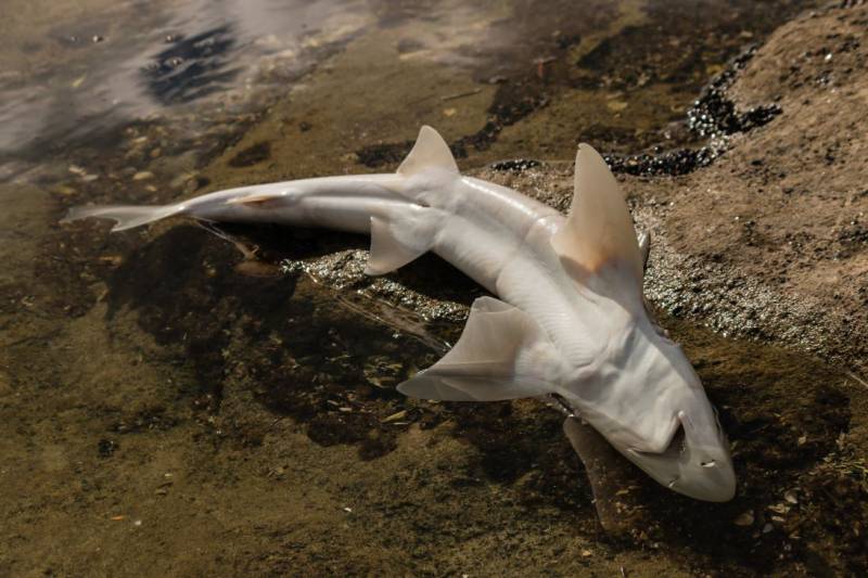 VIDEO: Two-metre shark washes up dead on Benissa coastline, Alicante