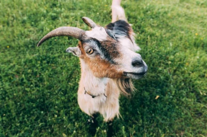 Three foreign hikers seriously injured in freak Granada goat attack
