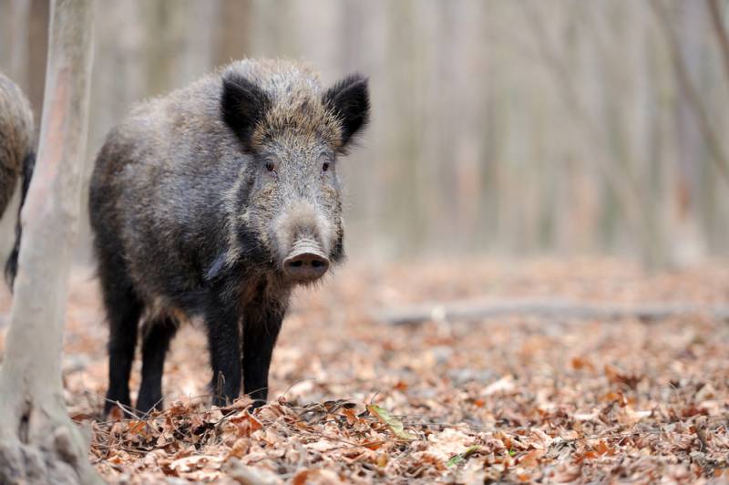 100kg wild boar forces Costa Blanca beach evacuation and injures two people