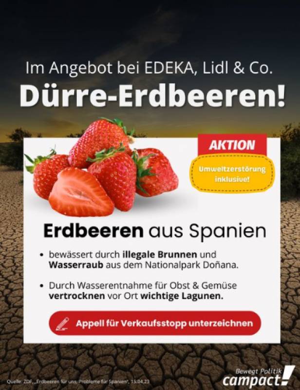 Why is Germany boycotting Spanish strawberries?