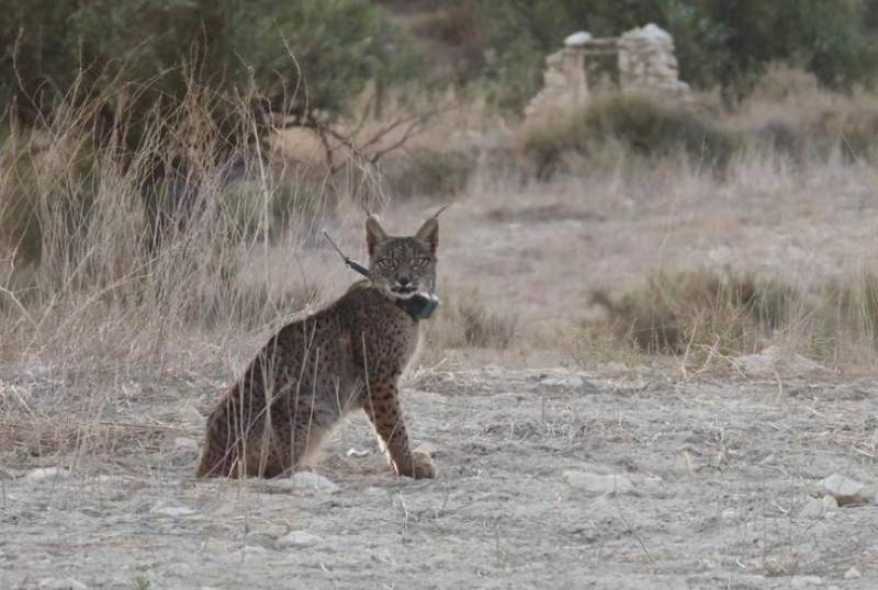 One of the eight Iberian lynx released in Lorca has died