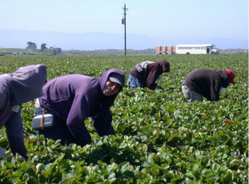 Europe criticises Huelva strawberry farms for appalling conditions of migrant workers