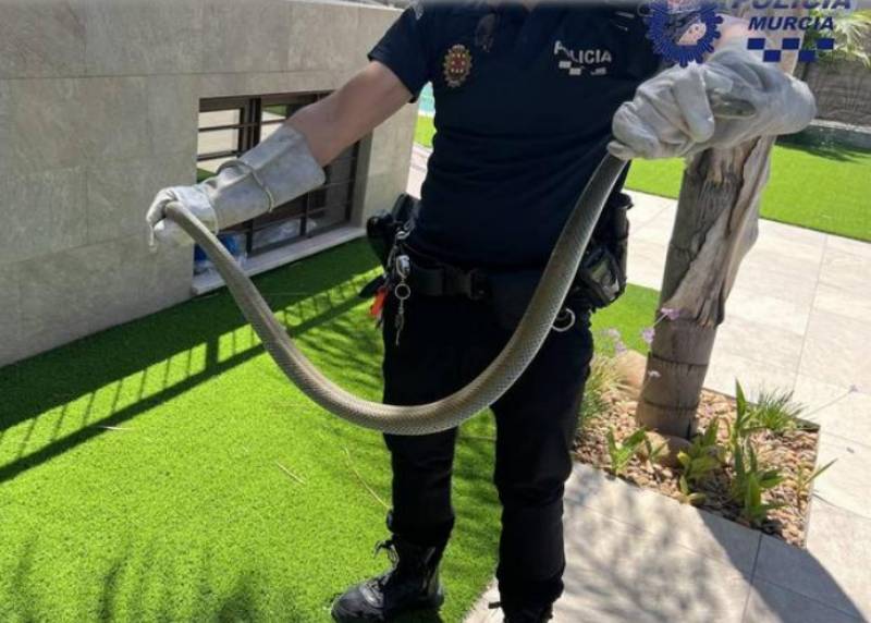 Huge Montpellier snake rescued from Murcia home