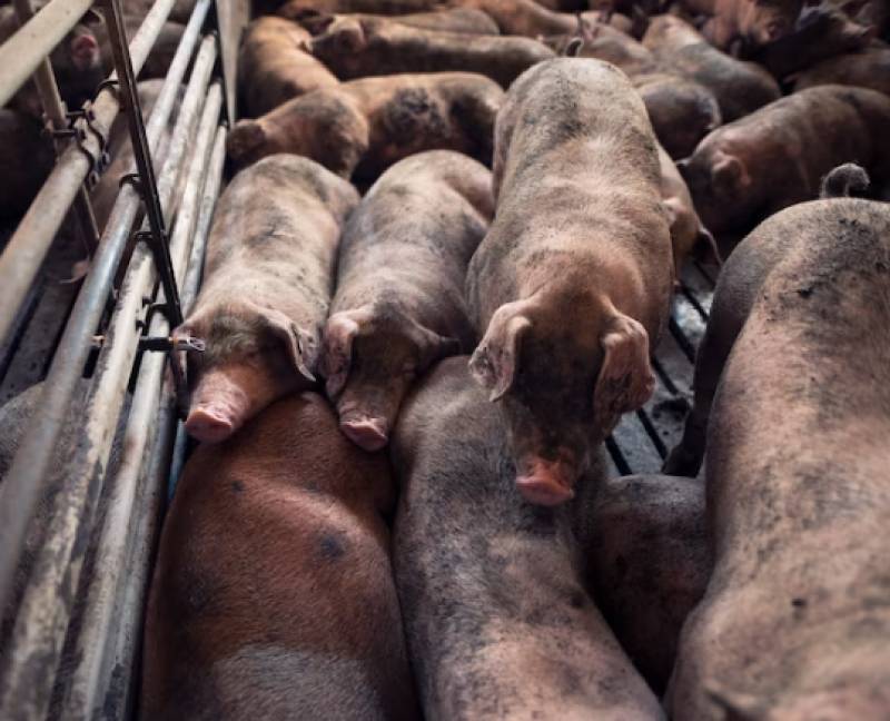 From this week, no animals in Spain can be transported in more than 35-degree heat