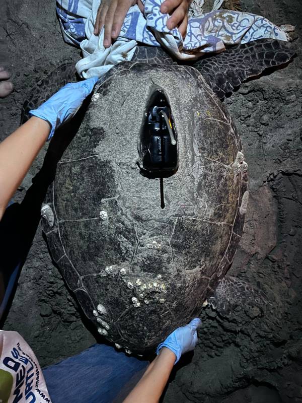 Endangered sea turtle lays 80 eggs on Denia beach in the first recorded Costa Blanca nesting of 2023