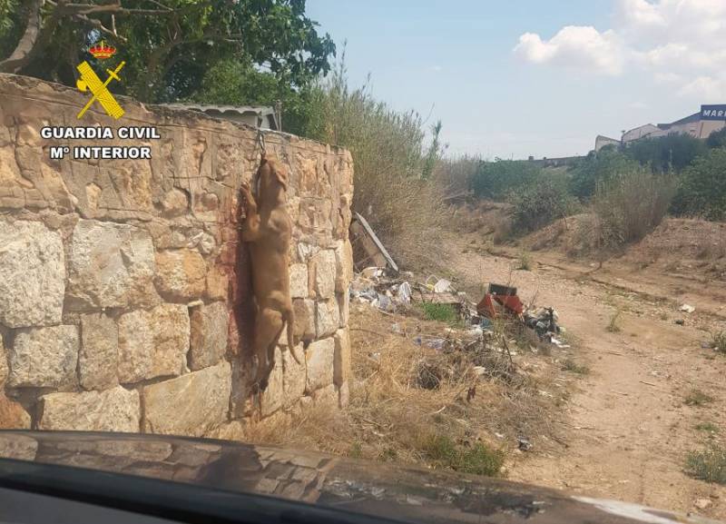 Fuente Alamo man investigated for hanging his dog