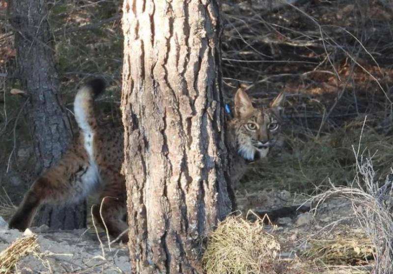 Post-mortem reveals Lorca lynx died from ingesting masses of plastic