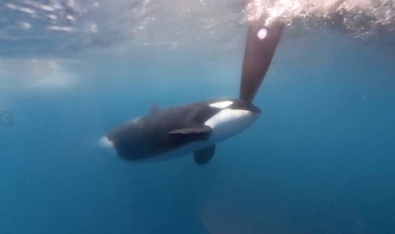 WATCH: Two Ocean Race boats attacked by killer whales in Gibraltar