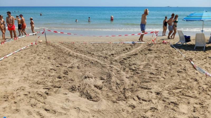 Several loggerhead turtle nesting sites discovered in La Manga