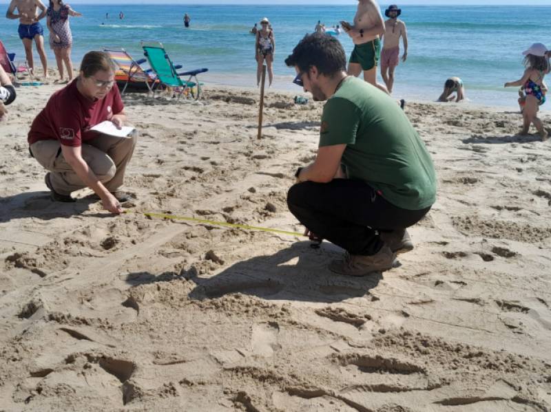 Several loggerhead turtle nesting sites discovered in La Manga