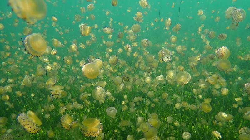 Ecologists demand answers for the population boom of fried egg jellyfish in the Mar Menor