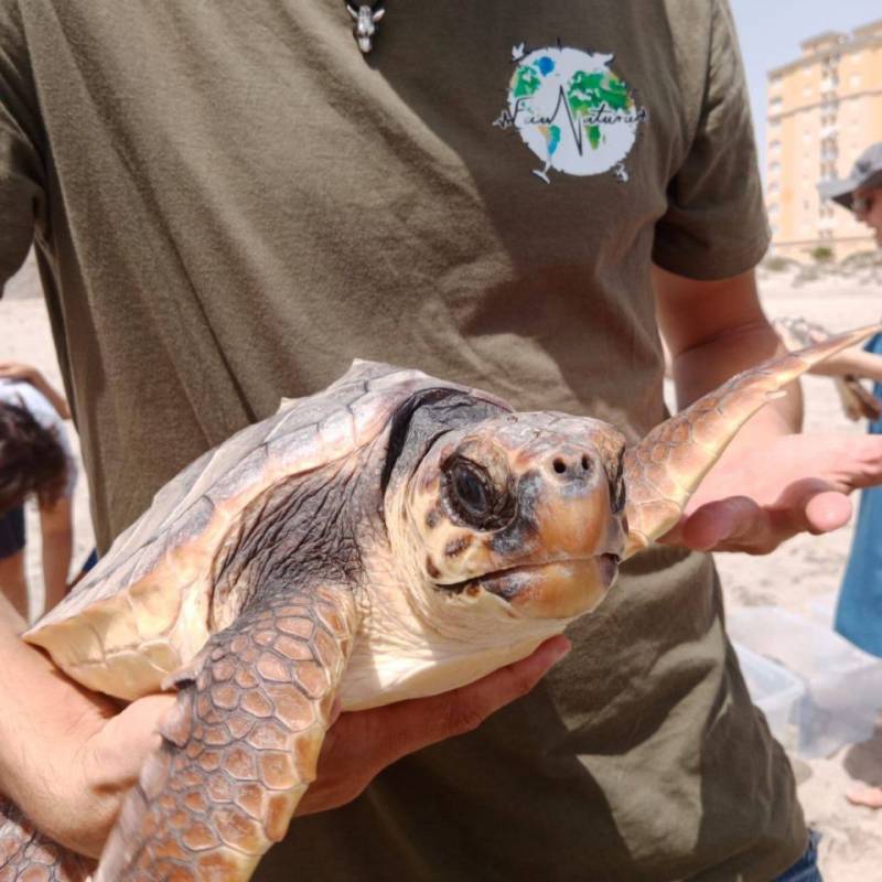 Living Beaches Project launched to protect sea turtles and other enangered species on Alicante coast