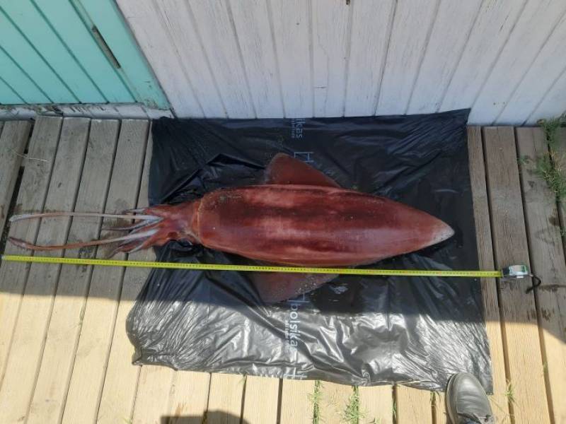 1.5-metre squid washes up on Cadiz beach