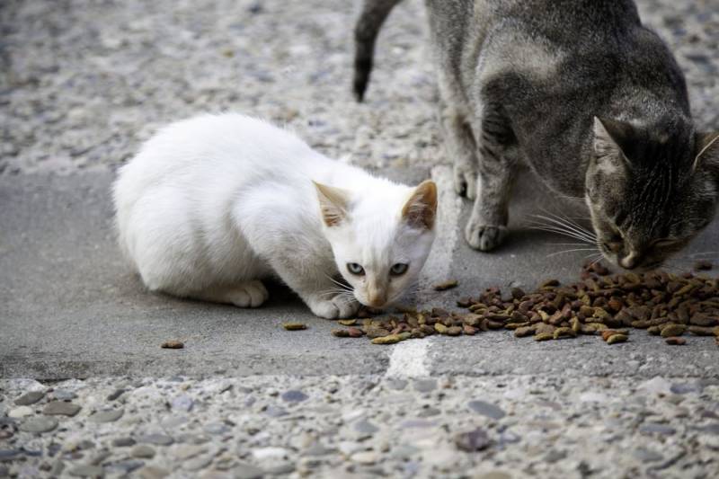 Canary Islands to legalise hunting of dogs and cats