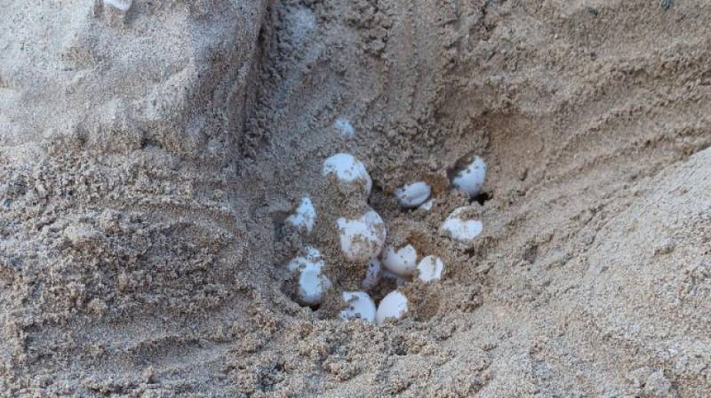 Isla Plana sea turtle finally lays eggs after three years of failed attempts