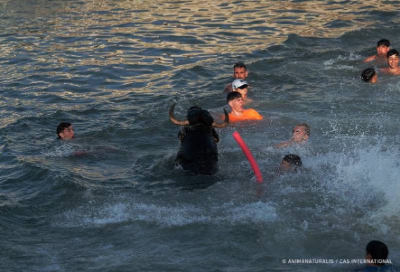VIDEO: Bull drowns after ploughing through spectators at Alicante event