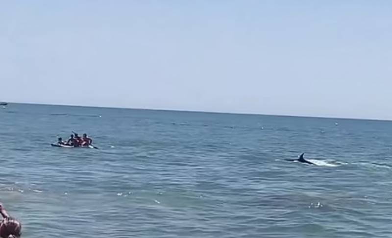 VIDEO: Panic in Huelva as enormous whale splashes by the shore
