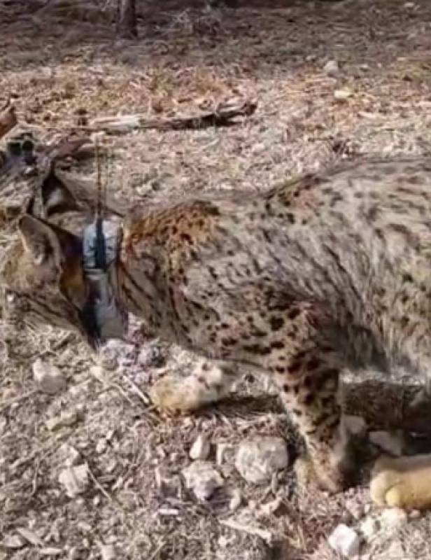 Lorca lynxes: another animal is now being treated for malnutrition