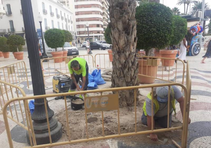Why are huge palm trees toppling all over Alicante province?