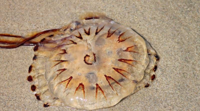 Giant jellyfish washes up on Mazarron beach
