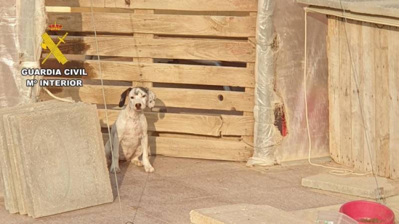 Mazarron woman investigated after three puppies found dead
