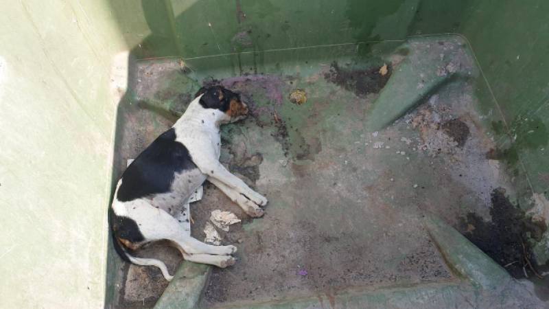 Mazarron woman investigated after three puppies found dead