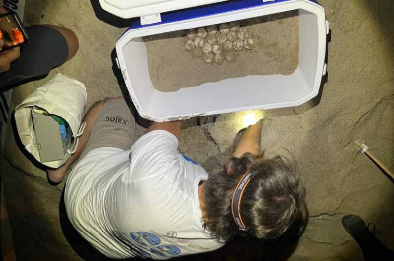 Denia celebrates the hatching of 66 baby loggerhead turtles