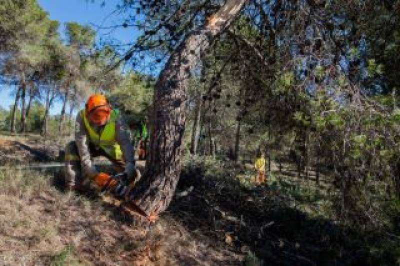 Woodland clearing programme reduces Murcia forest fire destruction by more than 80 per cent