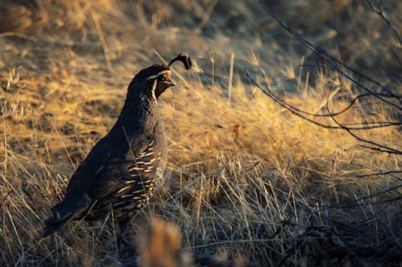 Activists call for a ban on hunting drought-affected birds in the Region of Murcia